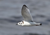 Little Gull (Hydrocoloeus minutus) - dvärgmås