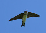 House-Martin (Delichon urbica)