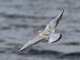 Black-headed Gull (Larus ridibundus) - skrattmås