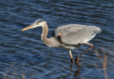 Great Blue Heron (Ardea herodias)