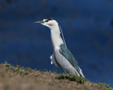 Black-Crowned Night Heron (Nycticorax nycticorax)