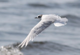Little Gull (Hydrocoloeus minutus) - dvärgmås