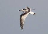 Little Gull (Hydrocoloeus minutus) - dvärgmås