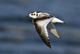 Little Gull (Hydrocoloeus minutus) - dvärgmås