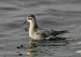 Grey Phalarope (Phalaropus fulicarius)
