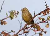 Yellowhammer (Emeriza citrinella)