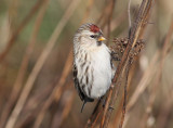 Common Redpoll (Carduelis flammea)