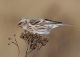 Common Redpoll (Carduelis flammea)