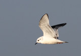 Little Gull (Hydrocoloeus minutus) - dvärgmås