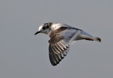 Little Gull (Hydrocoloeus minutus) - dvärgmås