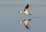 Smew (Mergus albellus)