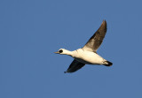 Smew (Mergus albellus)
