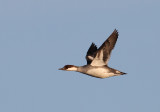 Smew (Mergus albellus)