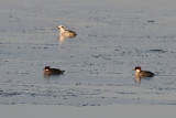 Smew (Mergus albellus)