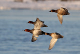 Common Pochard (Aythya ferina)