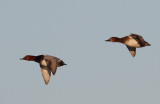 Common Pochard (Aythya ferina)