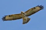 Common Buzzard (Buteo buteo) - ormvråk