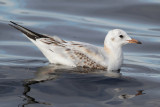 Black-headed Gull (Larus ridibundus) - skrattmås