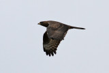 European Honey Buzzard (Pernis apivorus) - bivråk