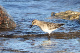Baird's Sandpiper (Calidris bairdii) - gulbröstad snäppa