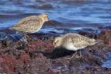 Baird's Sandpiper (Calidris bairdii) - gulbröstad snäppa