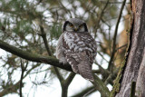 Northern Hawk-Owl (Surnia ulula) - hökuggla