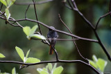 Kopciuszek
(Phoenicurus ochruros)
Male
