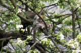 Kwiczoł
(Turdus pilaris)