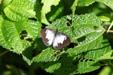 Unknown Butterfly, Abra Patricia Road, Peru