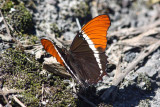 Rusty-tipped Page, Abra Patricia Road, Peru