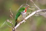 Puerto Rican Tody Flycatcher, Guanica State Forest