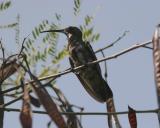 Antillean Mango, Guanica State Forest