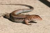 Lizard, Guanica