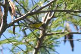 Adelaid's Warbler, Guanica