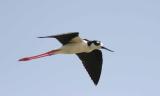 Black-necked Stilt, Guanica