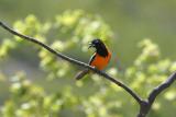 Troupial, Guanica State Forest