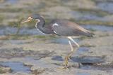 Tri-colored Heron, Guanica