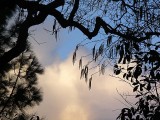 Tree Silhouette