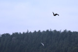 #50 Eagle and Gull