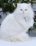 Petey in the Snow