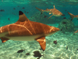 More blacktip sharks