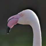 more exotic inhabitant of Slimbridge