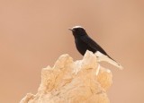 White-crowned Black Wheatear (Vitkronad stenskvätta) Oenanthe leucopyga