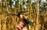 Common Kingfisher (Kungsfiskare) Alcedo atthis