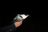 Common Tern (Fisktärna) Sterna hirundo