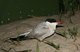 Common Tern (Fisktärna) Sterna hirundo
