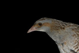 Corncrake (Kornknarr) Crex crex