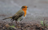 European Robin (Rödhake) Erithacus rubecula - IMG 9501