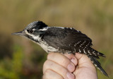 Three-toed Woodpecker (Tretåig hackspett) Picoides tridactylus IMG_2193.jpg