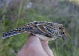 Lapland Bunting (Lappsparv) Calcarius lapponicus - IMG_2033.jpg